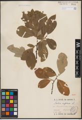 Foto von Salix caprea L.